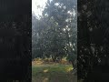 mango garden
