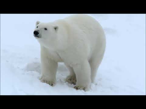 Дикая Природа Скандинавии : Гренландия Wild Scandinavia : Greenland | Hd |