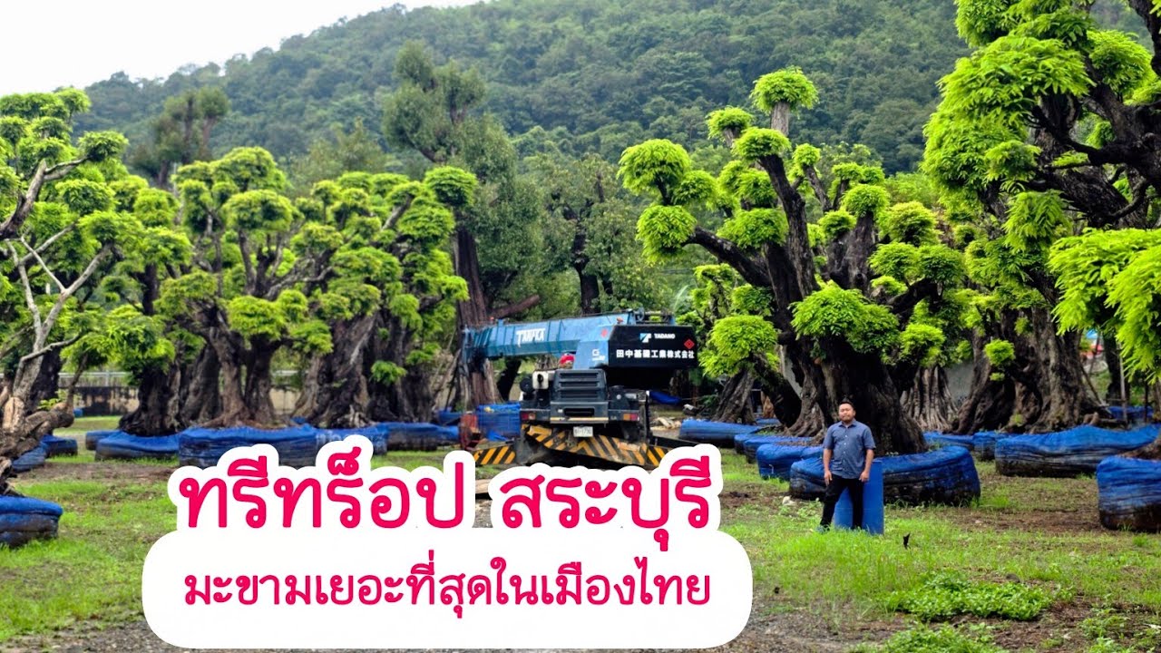 Самый большой сад деревьев в Таиланде, Tree Trop Saraburi, королевство тамаринда и всех видов бла...