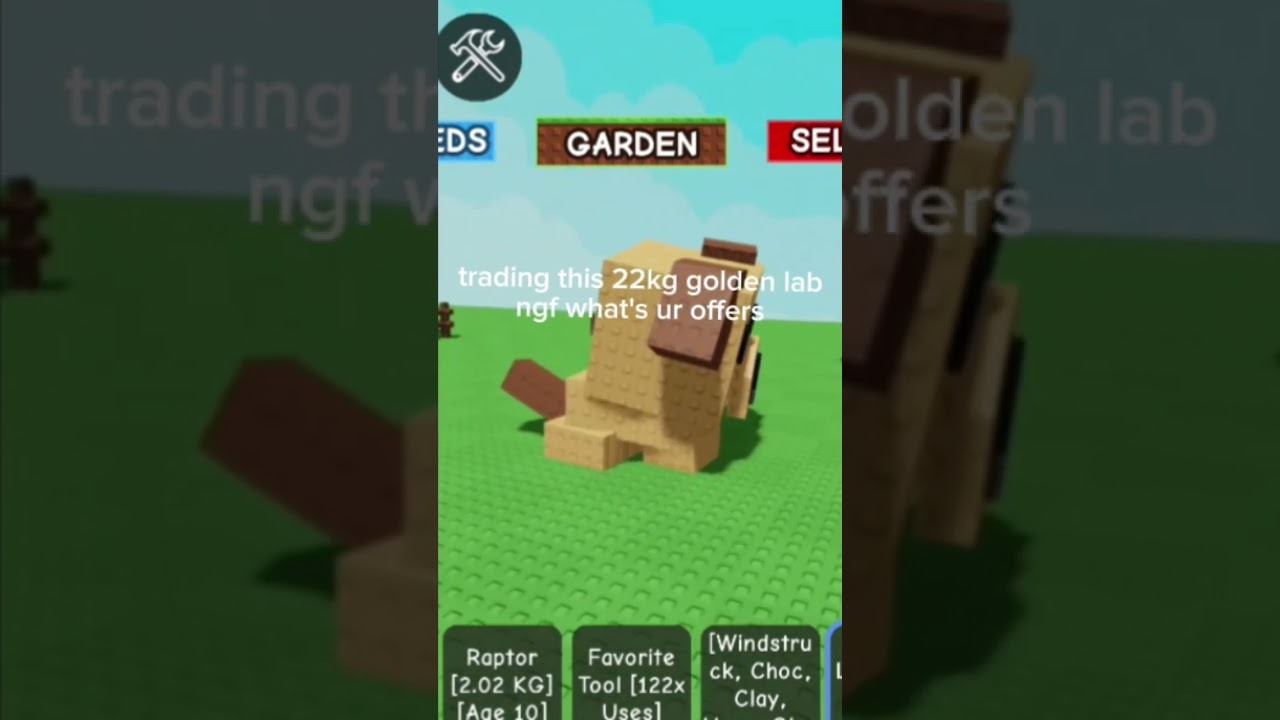 what's ur offers for this golden lab?