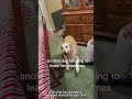 Grandma spoiled the dog rotten 😂#Foryou#doglife#dog#pets#funny