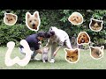 Dogs and Cats Choose Their Favorite Human | Winnie Wong