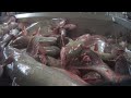 INVESTIGATION: Animals Killed While Conscious at US Catfish Slaughterhouse