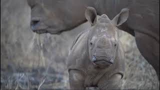 ZCT - Overview of our Conservation Projects
