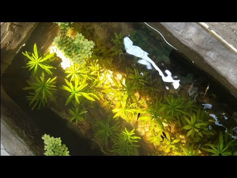 Video Review hồ cá thùng xốp trồng đầy HOÀNG THÁI DƯƠNG |... - youtube