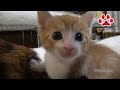 子猫まや、9回目の猫部屋訪問。子猫に嫉妬?したみみ【瀬戸のまや日記】Cute kitten Maya's 9th visit to the cats room.