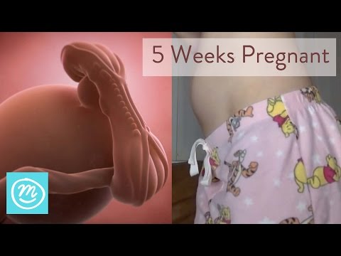 Video: 5 Weeks Pregnant - What Happens? Signs And Sensations