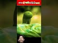 जंगल में घाटी अनोखी घटाएं 🤯 |किरा बना अनोखी तितली ||  #shorts #short #tranding #animals #ytviral