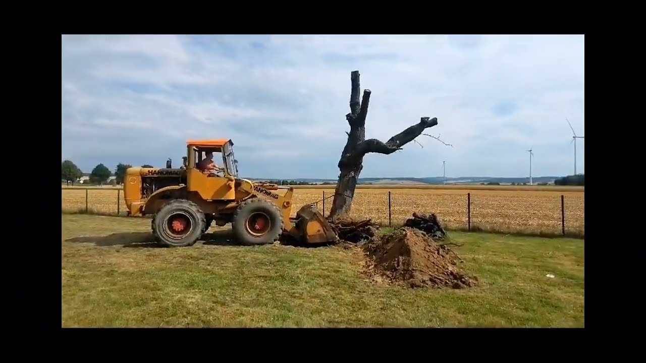 Farm Vlog #22 Kirschbaum ziehen, Hanomag B8 und Steyr 1400a im Einsatz