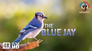 Brilliant Blue Jays: Unveiling Their Calming Beauty and Calls (4K)