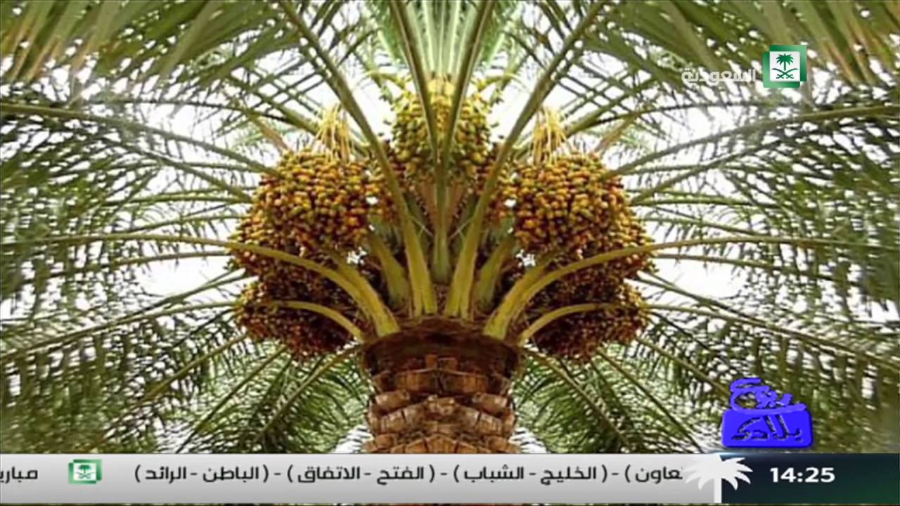 برنامج ربوع بلادي ،، الخرج