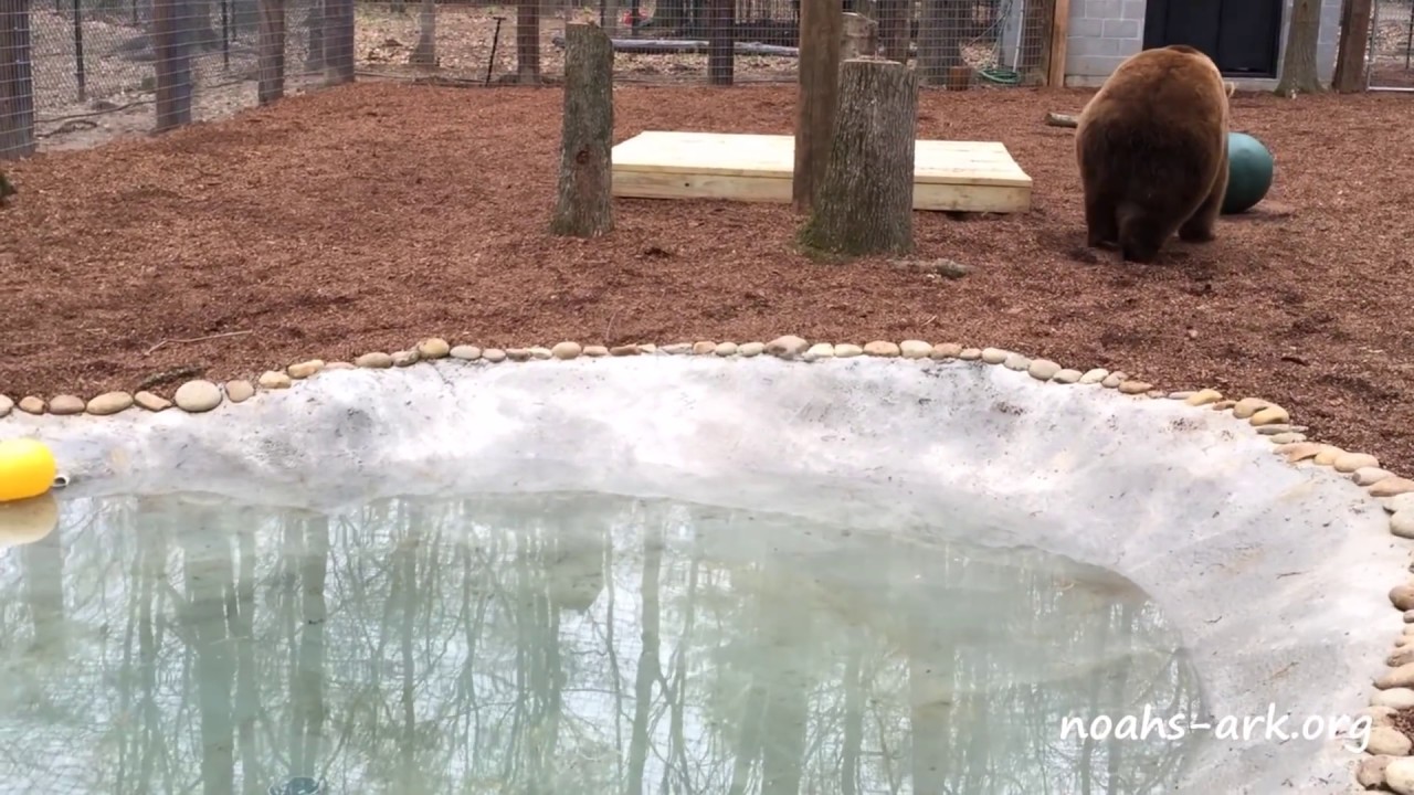 Gideon�s new home at Noah�s Ark Animal Sanctuary YouTube