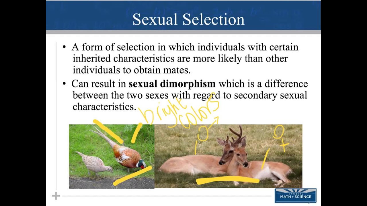 Changing allele frequencies