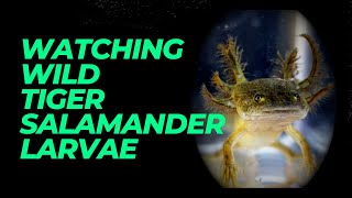 Watching Wild Tiger Salamanders Larvae On The Colorado Plateau