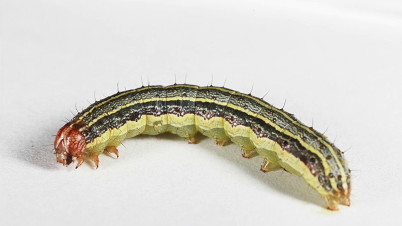 download armyworm download armyworm