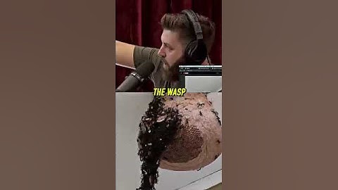 Joe Reacts to CRAZY ant bridge