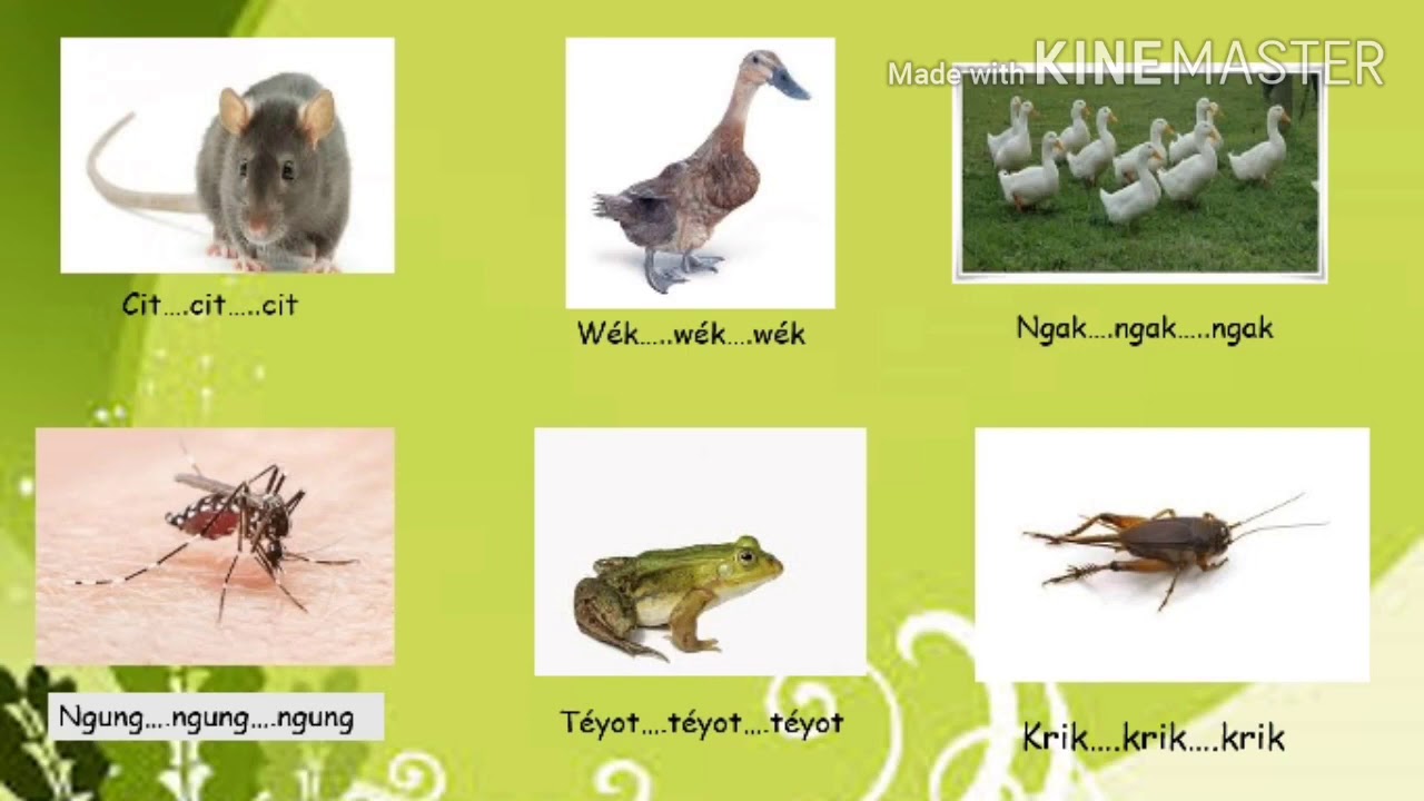 Bahasa Jawa Kelas 1 SD Swara Kewan 