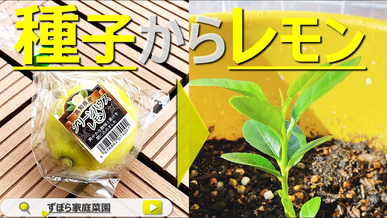 種子からレモン栽培＆温室で冬越！スーパーで買ったレモンから種を