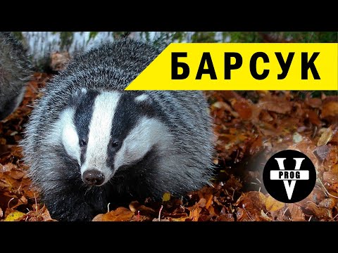 БАРСУК. Все про животное и охота на барсука.