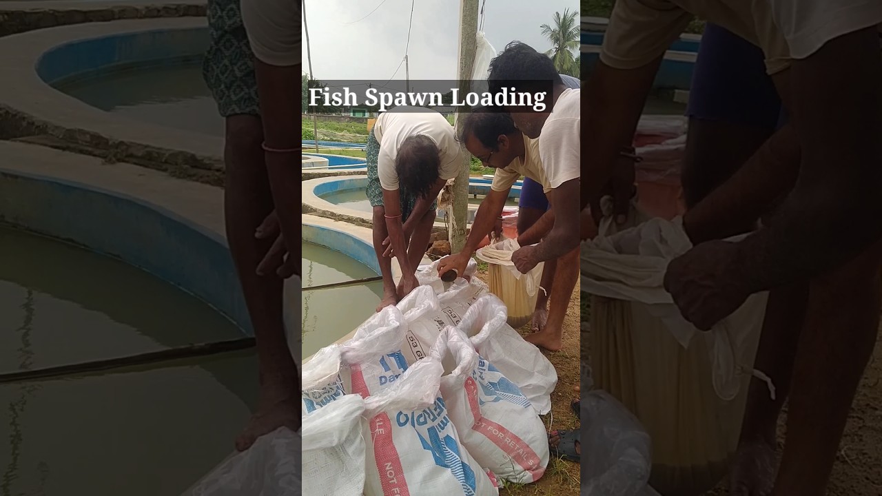 Mixed IMC Fish Spawn Loading।।(রুই,কাতলা,মৃগেল মাছের রেণু বিক্রি) 