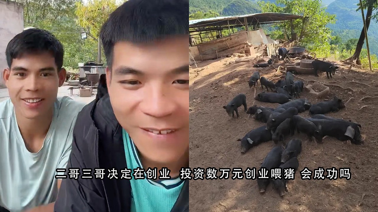 二哥三哥决定在创业  投资数万元创业喂猪 会成功吗