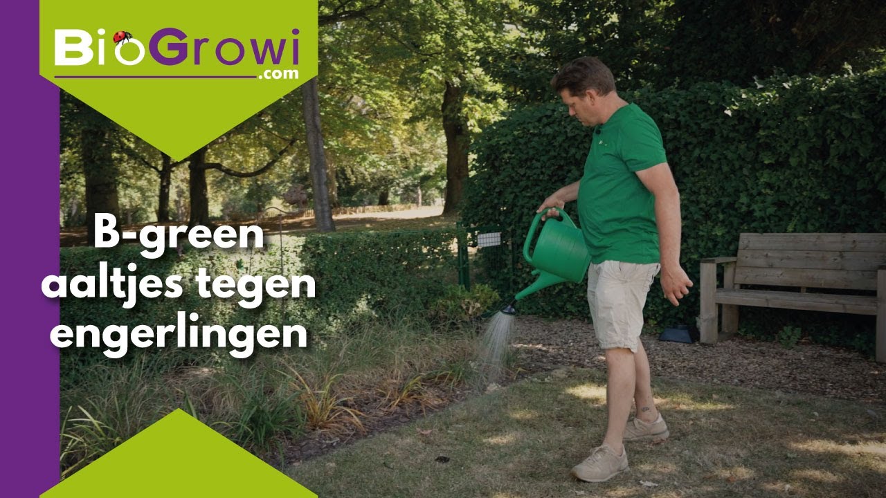 B Green | Bescherm je gazon met aaltjes tegen engerlingen!