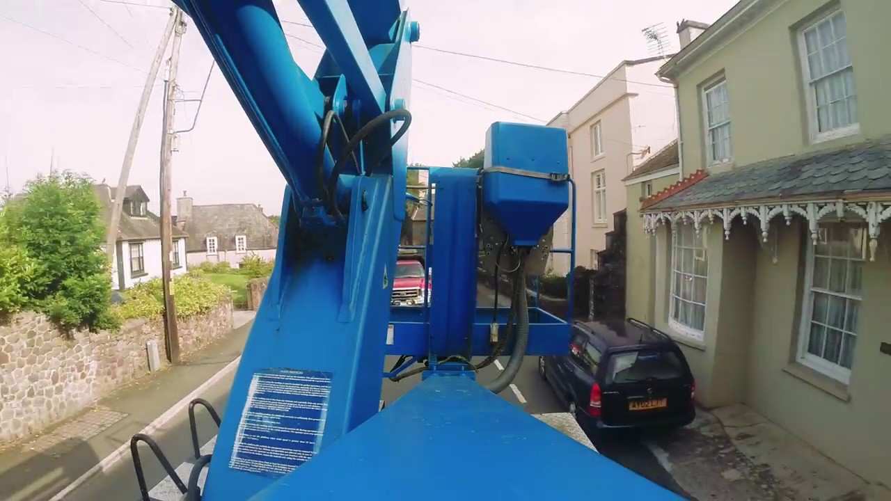 Copper Beech Removal