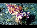 Lembeh Muck Diving Weird, Ugly Wonderful Critters Highlights 5 - 2nd Trip.
