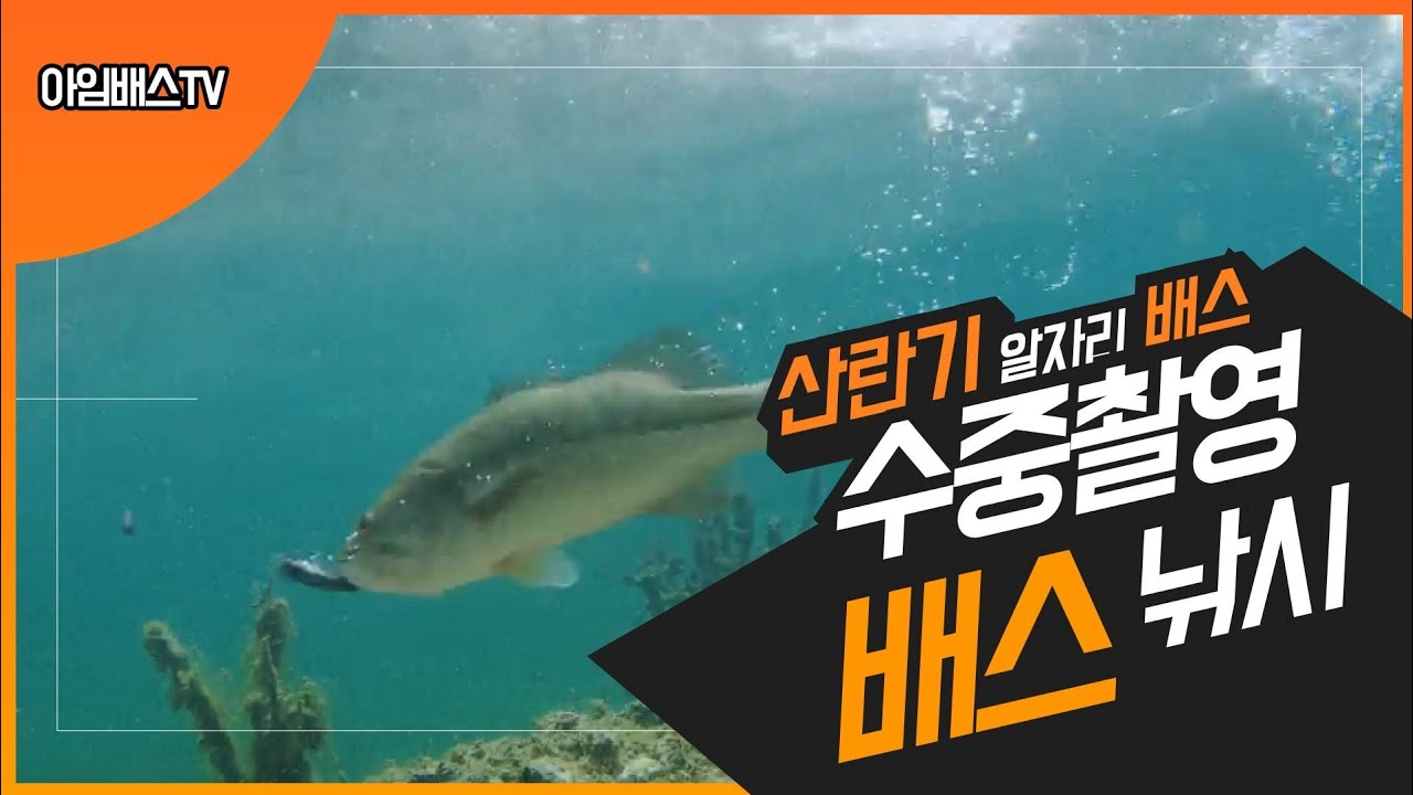 알자리 배스 - 수중촬영 / 배스낚시 [bass fishing] バス釣り 