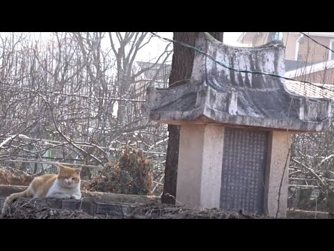 조선시대 열녀비 담장위에서  보초서는  고양이...<strong>Cat</strong>&amp;#39;s <strong>on</strong> guard duty <strong>on</strong> the fence....... Jeonju city( 전주.