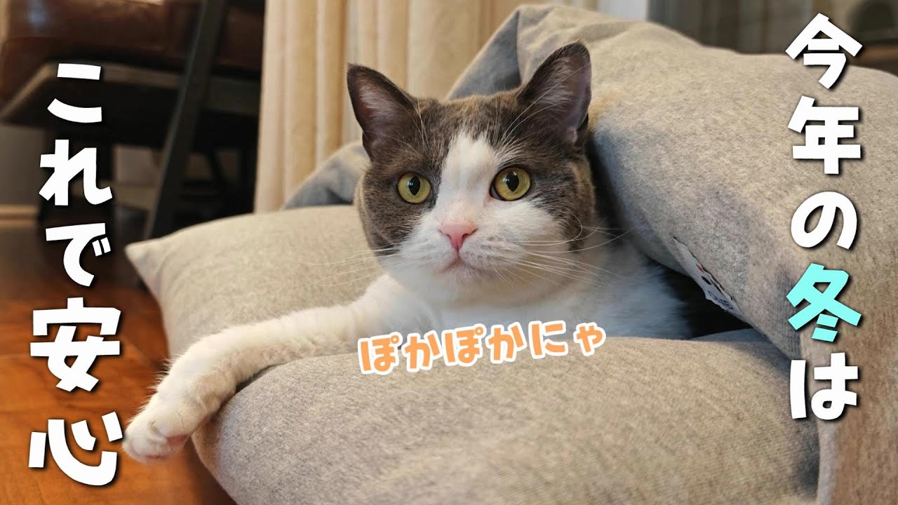 This is what happened to the cat that used a pet down comforter