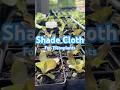 Landscape Fabric for Transplants #shadecloth #gardenhacks #farmhacks #growfood