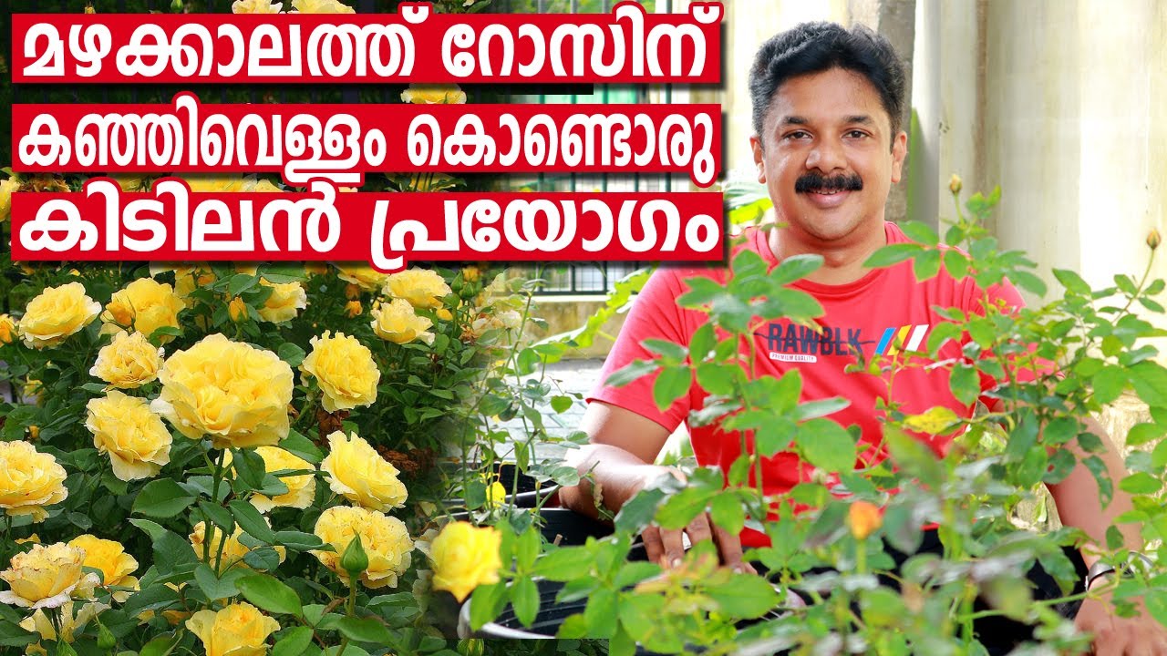 മഴക്കാലത്തും കുലകുത്തി റോസ് ഉണ്ടാവാൻ കഞ്ഞിവെള്ളം ഒഴിച്ചുനോക്കൂ | Rose plant care in rainy season