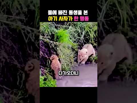 물에 빠진 동생을 구하는 새끼 사자 #동물 #아기사자 #사자 #새끼사자 #야생동물 #shorts thumbnail