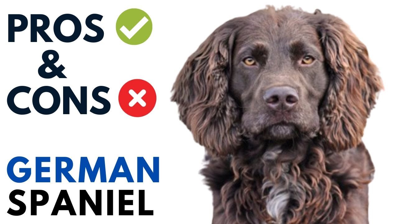 German Spaniel Dog Pros and Cons | Deutscher Wachtelhund Advantages and Disadvantages