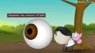 Why do cats have vertical pupils?