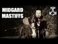 EXCLUSIVE INTERVIEW - DAVID ISHEE - MIDGARD MASTIFFS