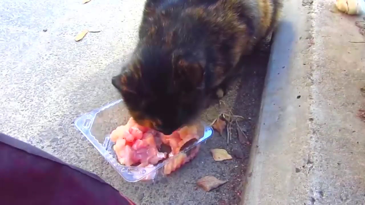 White cat in love with her13