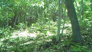 Bear Sniffing Camera 052513