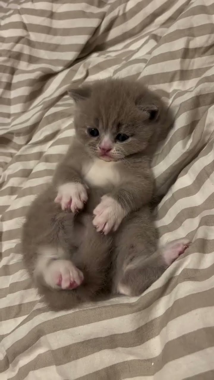Bébé chaton très mignon