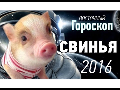 Свинья. Восточный (