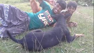 New Bangla Funny Trick | New Best Cute Dogs and Funny Vines || Cutest dog in the world ||