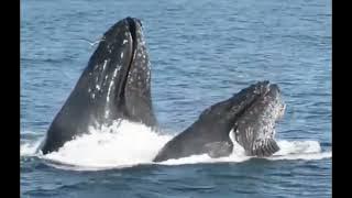 JE! WAJUA KWANINI NYANGUMI ANAITWA MNYAMA INGALI KUWA ANAISHI BAHARINI