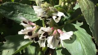 Growing Broad Beans Fava Beans Flowering, Pollination Weeding