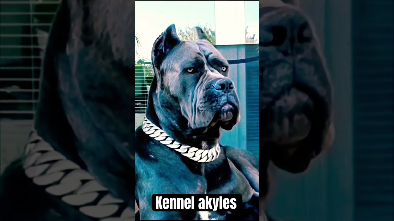 A cane corso é uma raça canina molossoide de grande porte do tipo mastim da região sul da Itália.