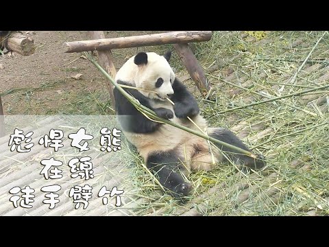 《熊貓早晚安》彪悍女熊在線劈竹～| iPanda