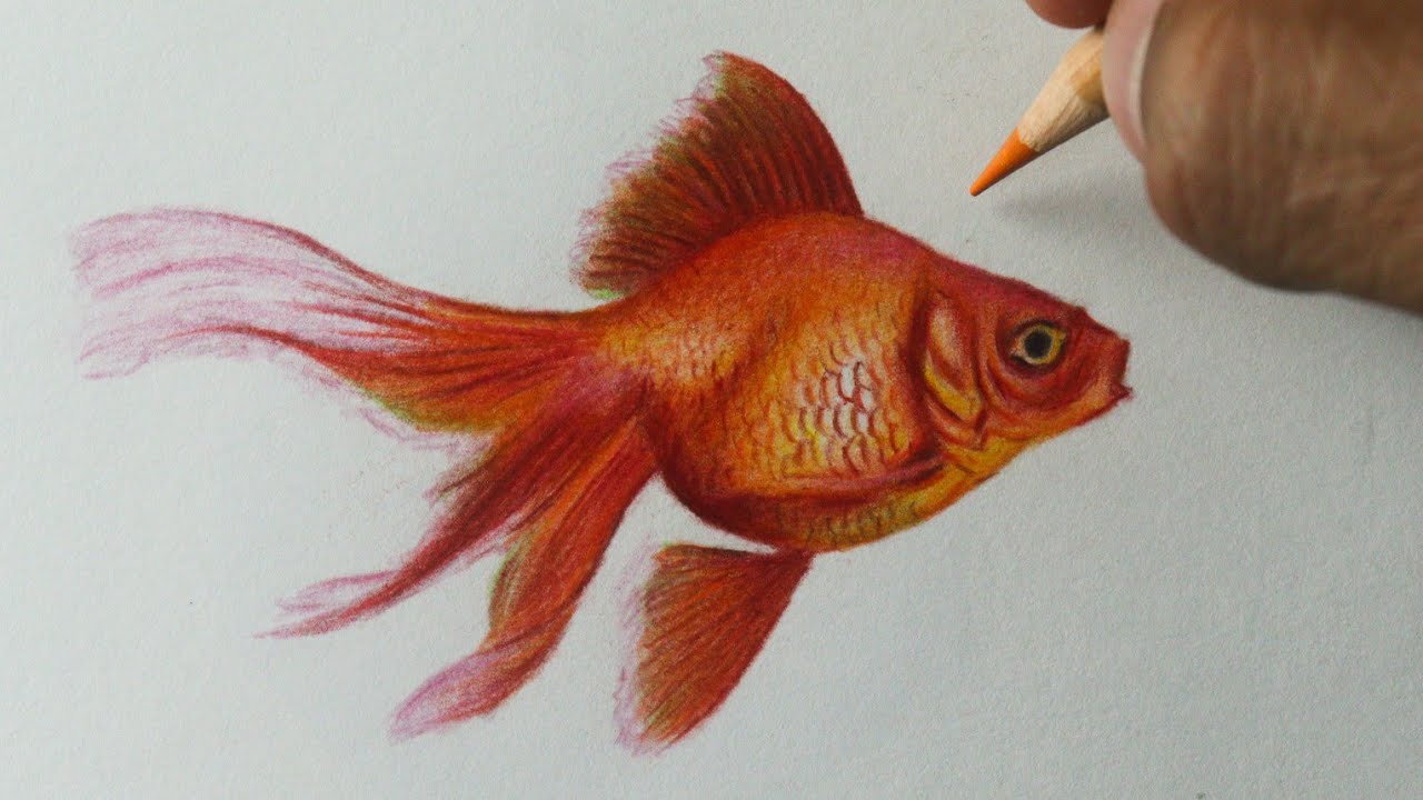 Desenho Realista De Peixinho Dourado 16.700+ Peixinho Dourado