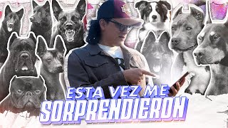 ¡REACCIONANDO a los PERROS de mis SEGUIDORES!
