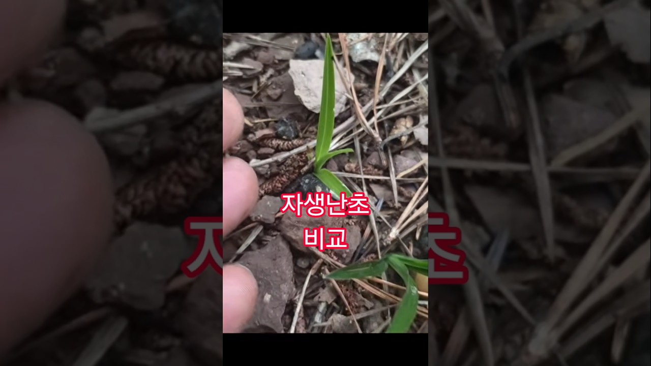자생지의 색감이 다른난초 비교.. #난초 #nature #란쟁이tv #koreanorchid #산행 #희귀식물