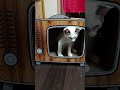 テレビ型爪研ぎ買った♪またたび漏れまくる。。。　#爪研ぎ　#猫　#子猫　